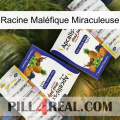 Racine Maléfique Miraculeuse 12